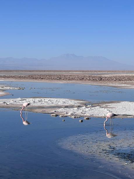 istock Flamingos of Atacama 2172951758