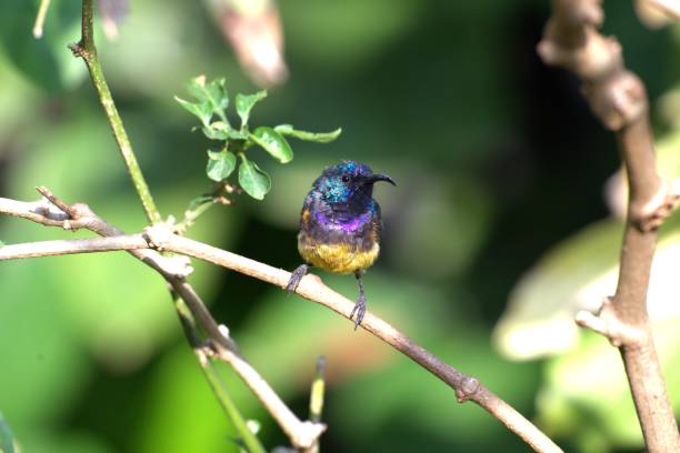 A male beautiful sunbird perches on a branch in Nairobi, Kenya.