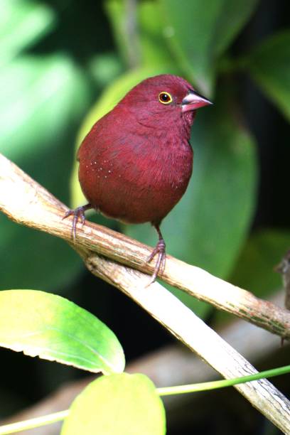 istock Red-billed Firefinch Male 2172953807