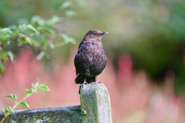 istock Female blackbird perched on a wooden gatepost 2172954195