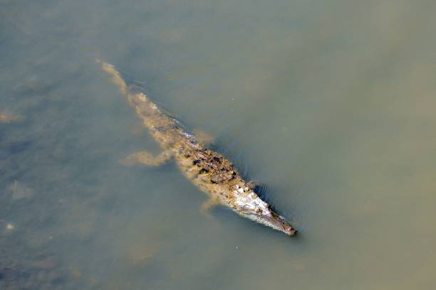 American crocodile, Crocodylus acutus, in muddy water of a river.