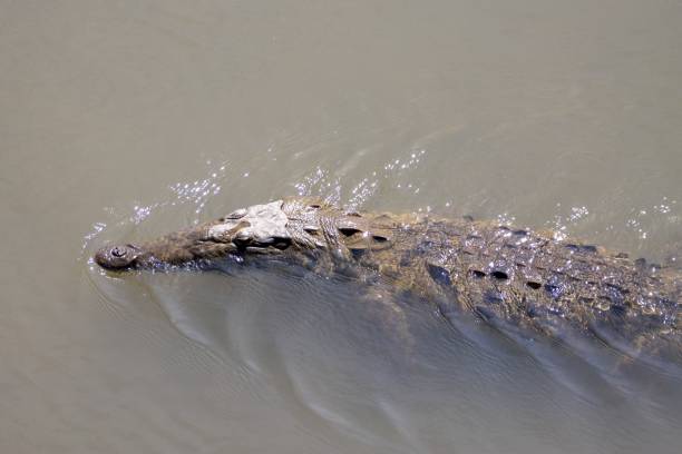 istock American crocodile, Crocodylus acutus 2172954203