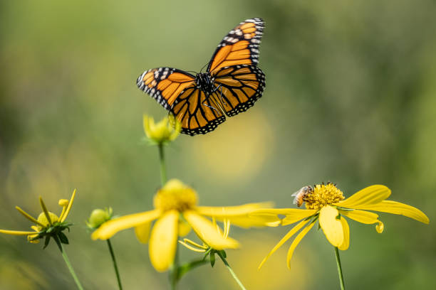 istock Monarch Butterfly Landing on Wildflower 2172958129