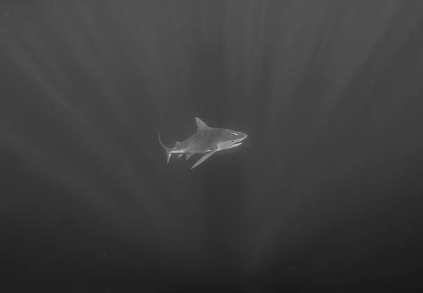 istock Bull Shark (Carcharhinus leucas) in Jupiter, Florida, USA 2172958493