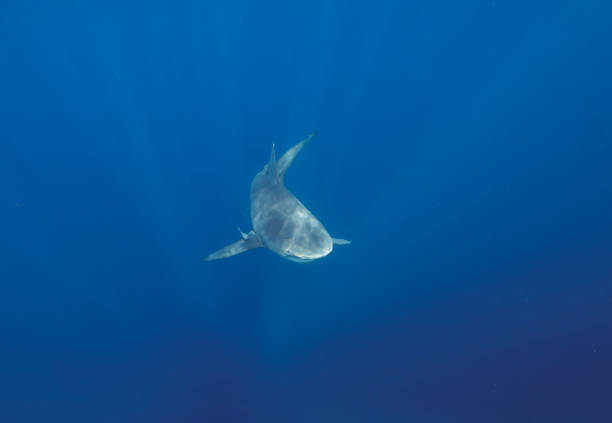 Bull Shark (Carcharhinus leucas) in Jupiter, Florida, USA