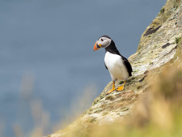 istock Puffin sitting on a rock 2172960763