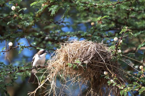istock White-browed Weaverbird and Nest 2172961310