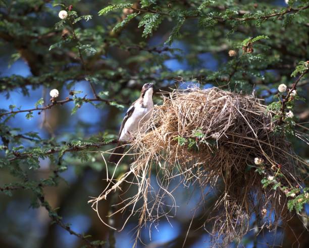 istock White-browed Weaverbird and Nest 2172961314
