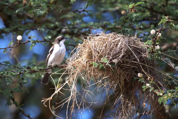 istock White-browed Weaverbird and Nest 2172961317