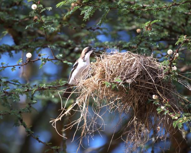 istock White-browed Weaverbird and Nest 2172961318