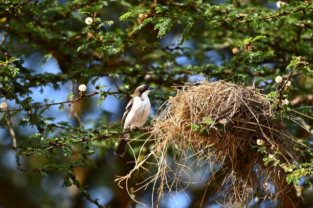 White-browed Weaverbird and Nest