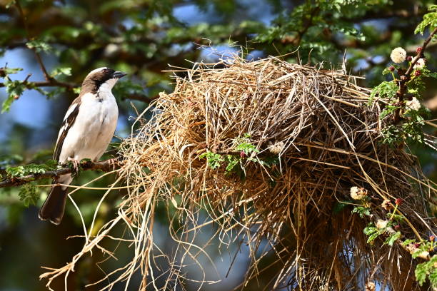 istock White-browed Weaverbird and Nest 2172961406