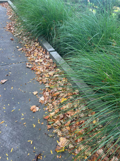 istock First Autumn Leaves in Driveway 2172961488