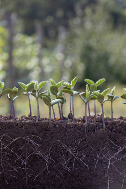 istock Fresh green soybean plants with roots 2172961813