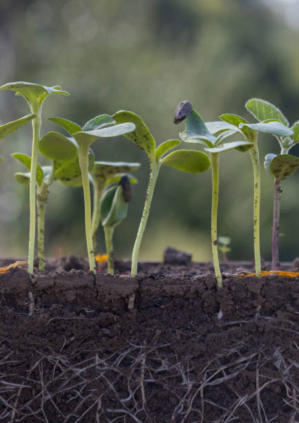istock young sunflower plants in soil with roots 2172961864