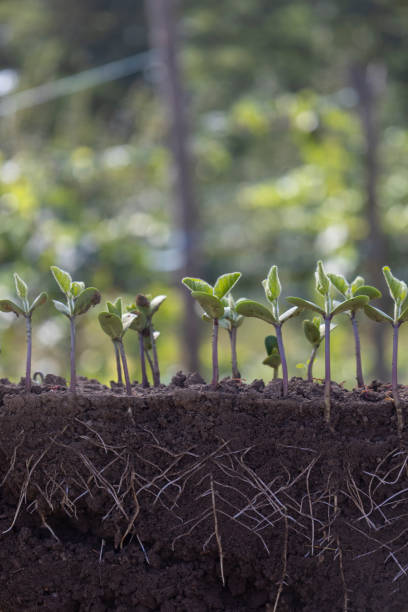 istock Fresh green soybean plants with roots 2172961893