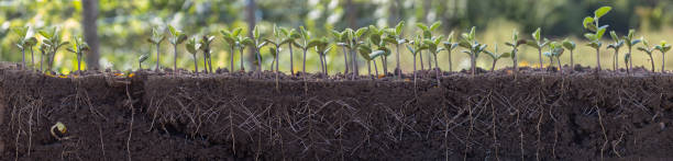 istock Fresh green soybean plants with roots 2172961939