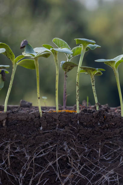 istock young sunflower plants in soil with roots 2172961975