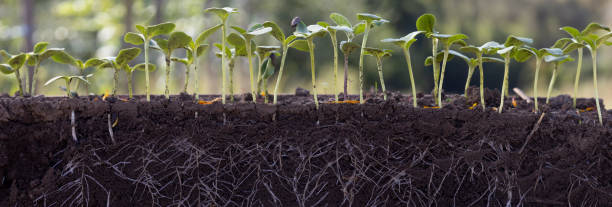 istock young sunflower plants in soil with roots 2172961999