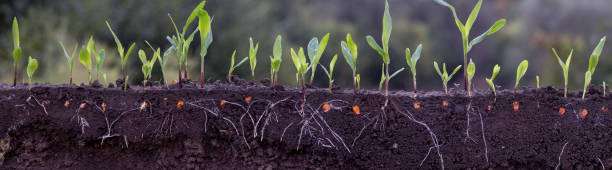 istock young corn plants in soil with roots 2172962035