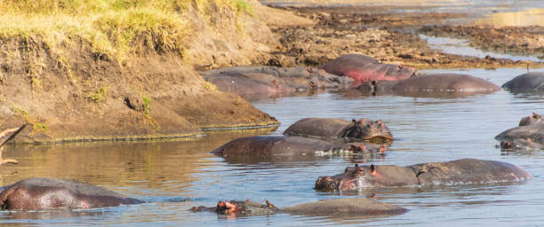 istock Hippo pool in the Serengeti 2172962513
