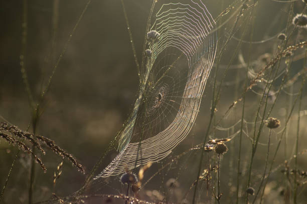 Spider on web in green grass in early morning