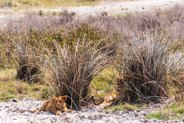 Two lionesses (Panthera leo) in savannah in Serengeti National Park, Tanzania