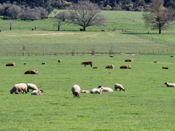 istock Relaxed livestock in green pasture 2172967727