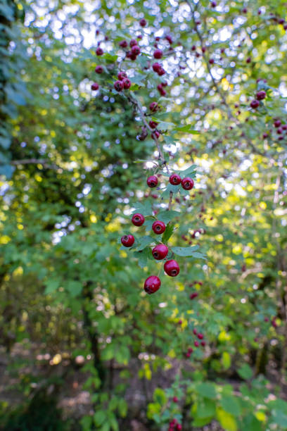Hawthorn Tree with Small Red Berries in a Woodland Setting