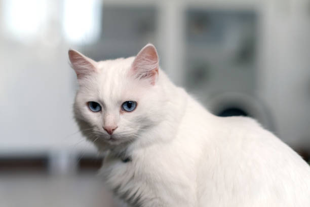 istock A white cat with blue eyes sits gracefully, looking curiously in a well-lit indoor space, embodying serenity and charm 2172968016