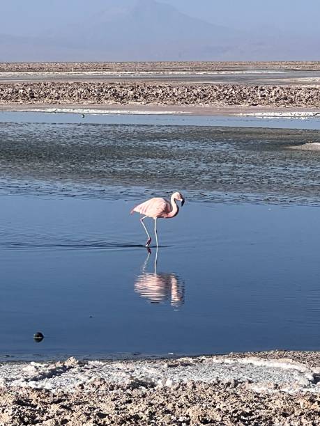 istock Flamingos of Atacama 2172970513