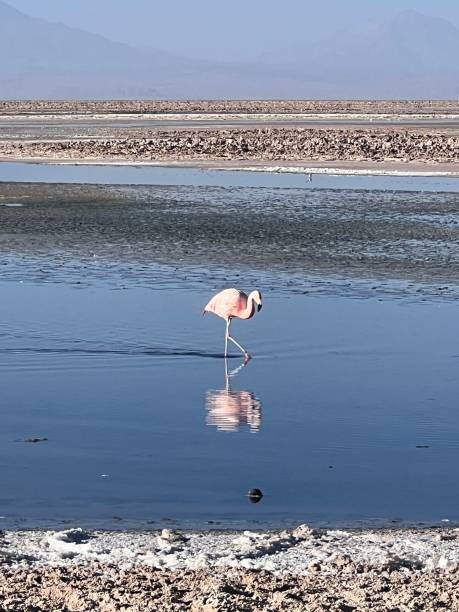 istock Flamingos of Chile 2172970862