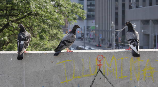 Toronto, Canada - August 25, 2024: Three pigeons perch on an elevated walkway with graffiti above Queen Street West. Summer morning downtown.