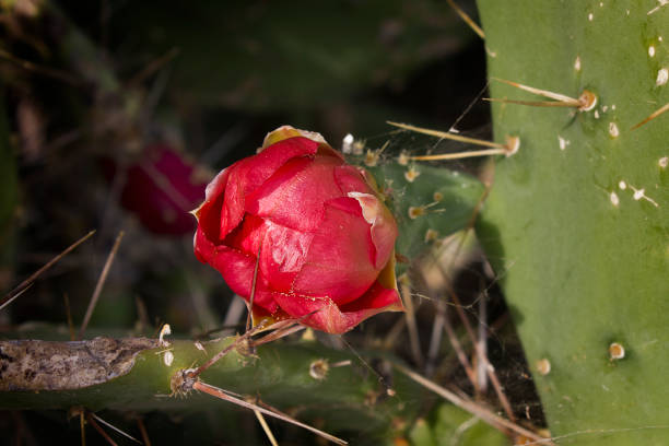 A close-up of a red cactus flower. Flowering opuntia cactus.