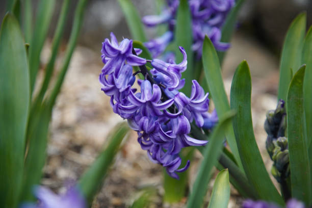 istock Hyacinths swaying in the wind 2172996262