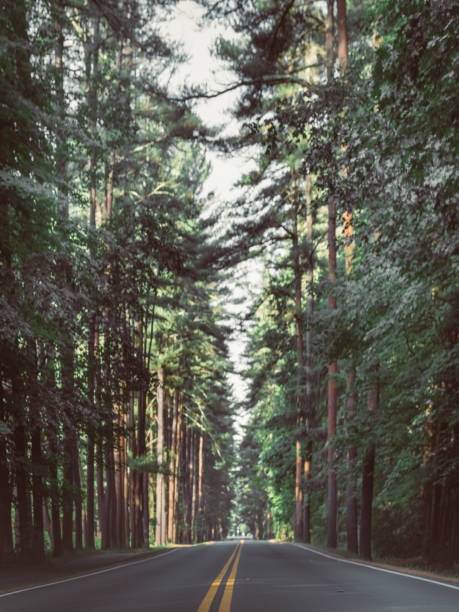 The beautiful Avenue of Pines in New York's Saratoga Spa State Park.