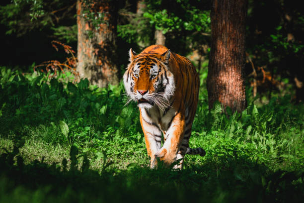 istock Portrait of tiger in forest 2172997891