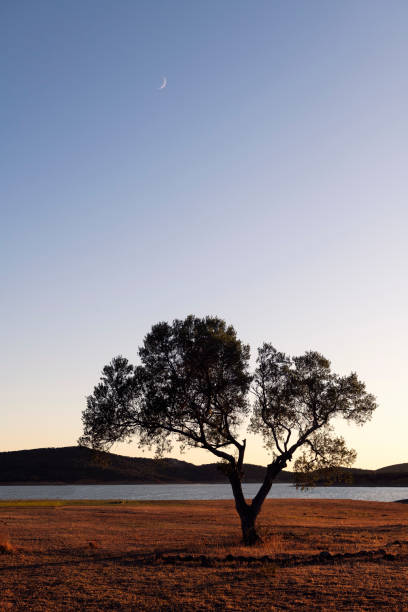 tree at twilight growing on coast near river