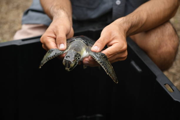 istock Green Sea Turtle Hatchling 2173002144