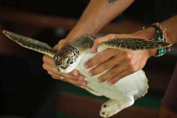 istock Sea Turtle Handled by Researcher 2173002153