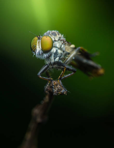 istock Robber fly covered in dew posing on a branch. 2173014087