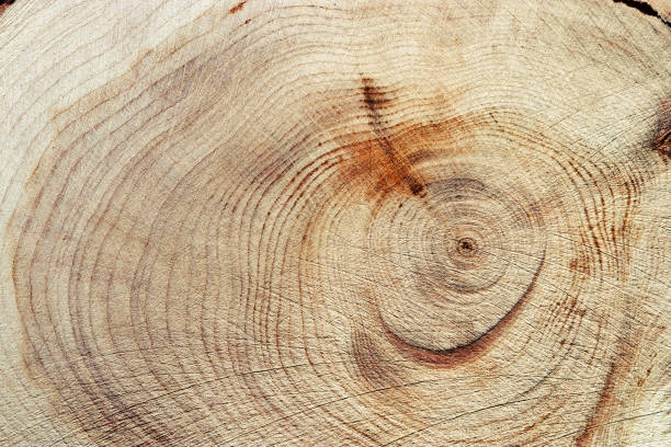 istock Slice of wood timber with juniper tree rings as natural geometric pattern, abstract nature background. Natural wooden organic textures and shapes, monochrome brown beige gradient color, earthy color 2173014758