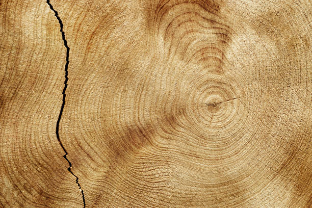 istock Cracked Slice of wood timber with juniper tree rings as natural geometric pattern, abstract nature background. Natural wooden organic textures and shapes, brown beige gradient color, earthy color 2173014775