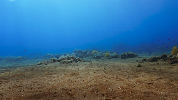 istock Eel garden at volcanic sand bottom 2173017681