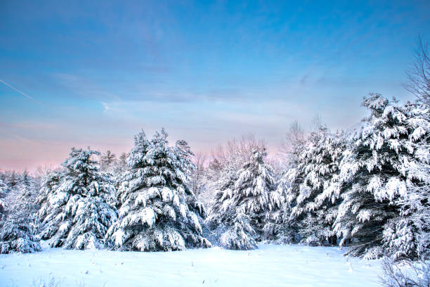 Wisconsin pine trees covered with snow in January, horizontal