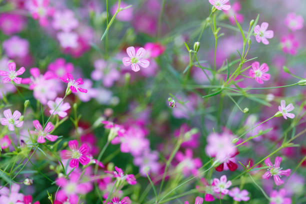 A stunning display of delicate pink flowers in full bloom, creating a vibrant and cheerful atmosphere. Perfect for nature lovers and floral enthusiasts.