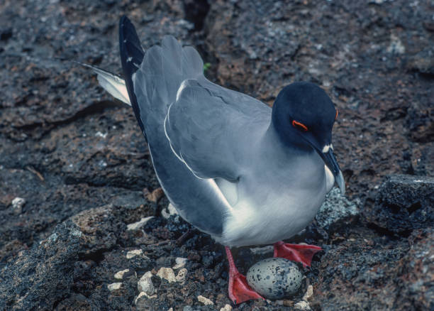 The swallow-tailed gull (Creagrus furcatus) is an equatorial seabird in the gull family, Laridae. The main breeding location is in the Galápagos Islands, particularly the rocky shores and cliffs of Hood, Tower and Wolf Islands. Tower Island, Galapagos Islands, Ecuador. Charadriiformes. On nest with egg. la gaviota de cola bifurcada (creagrus furcatus) es un ave marina ecuatorial de la familia laridae. el principal lugar de reproducción se encuentra en las islas galápagos, particularmente en las costas rocosas y los acantilados de las islas hood, tower y