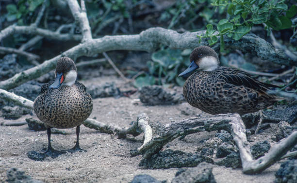 The white-cheeked pintail (Anas bahamensis), also known as the Bahama pintail or summer duck, is a species of dabbling duck that is spottily distributed throughout South America and the Caribbean. Tower Island, Galapagos Islands, Ecuador. Anseriformes, Anatidae. el pato rabudo de mejillas blancas (anas bahamensis), también conocido como pato rabudo de las bahamas o pato de verano, es una especie de pato chapoteador que se distribuye de manera irregular por toda américa del sur y el caribe. isla torre, islas gal�