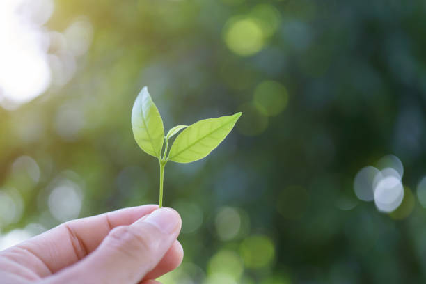 istock Hand holding green leaf. green energy concept. 2173031301
