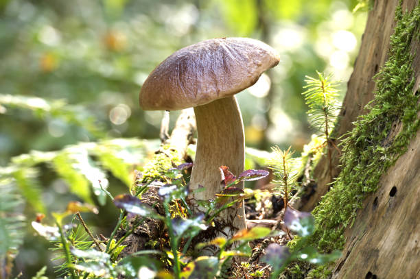 istock Beautiful wild cep mushroom growing in forest environment with sunlight filtering through the trees 2173031936